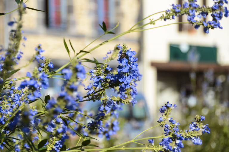 La Gacilly, belle fleur pour le Festival Photo