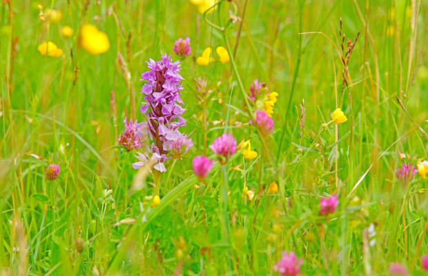 Wiesenblumen im Frühling