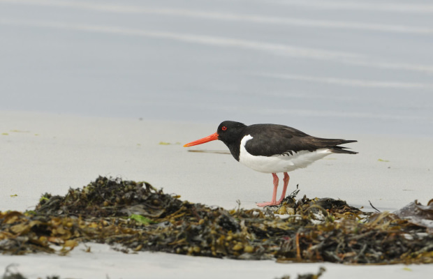 Austernfischer-Vogel in der Ria d'Etel (Morbihan)