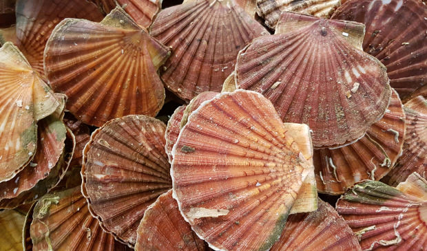 Jakobsmuscheln im Fischereihafen Kéroman in Lorient (Morbihan, Süd-Bretagne)