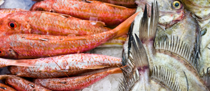Frischer Fisch im Fischereihafen Kéroman in Lorient (Morbihan, Süd-Bretagne)