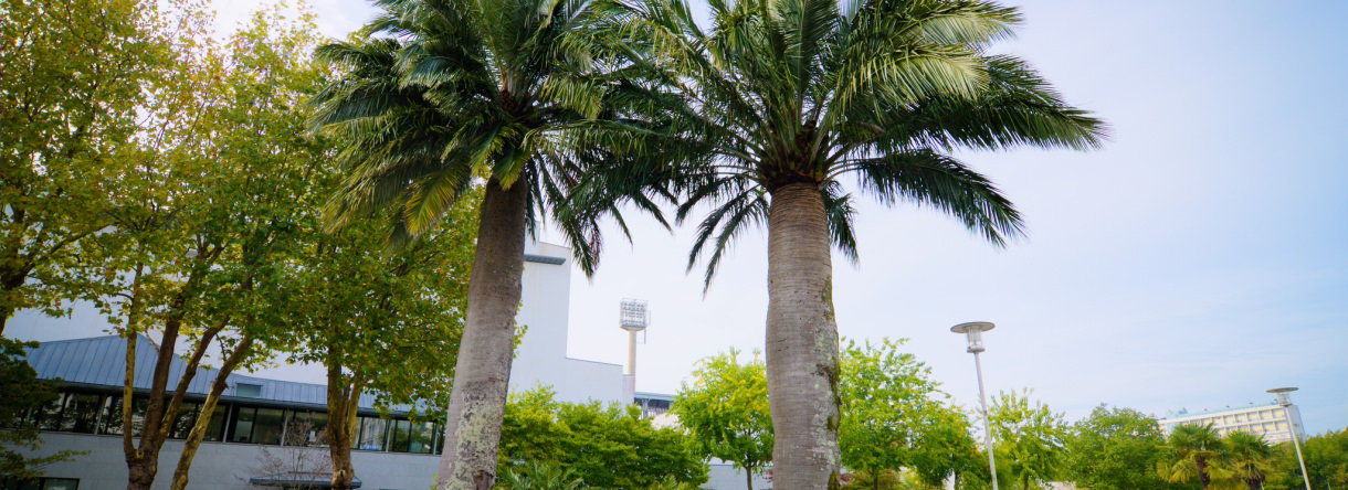 Les deux palmiers du Chili de plus de 150 ans, dans les jardins du Grand Théâtre à Lorient.
